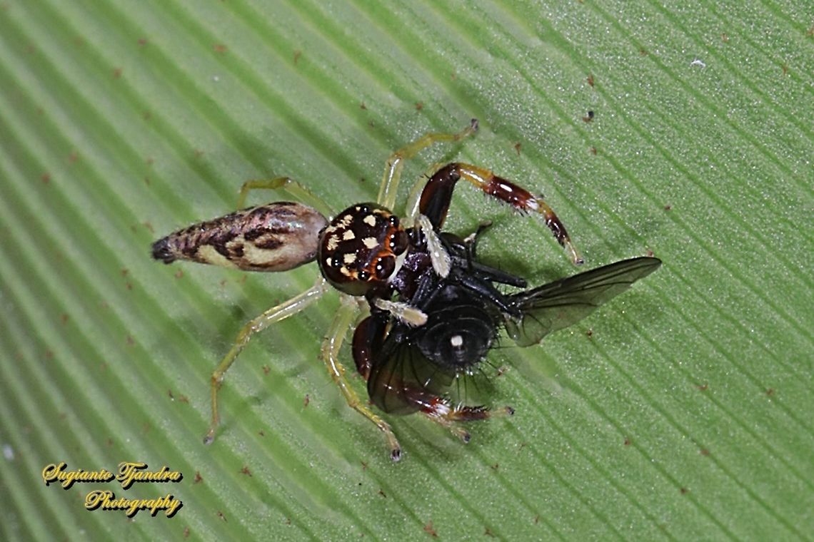 Jumping Spider w/prey  Geotagged,Indonesia,Winter