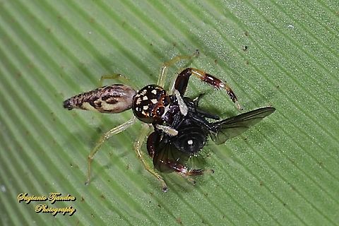 Jumping Spider w/prey  Geotagged,Indonesia,Winter