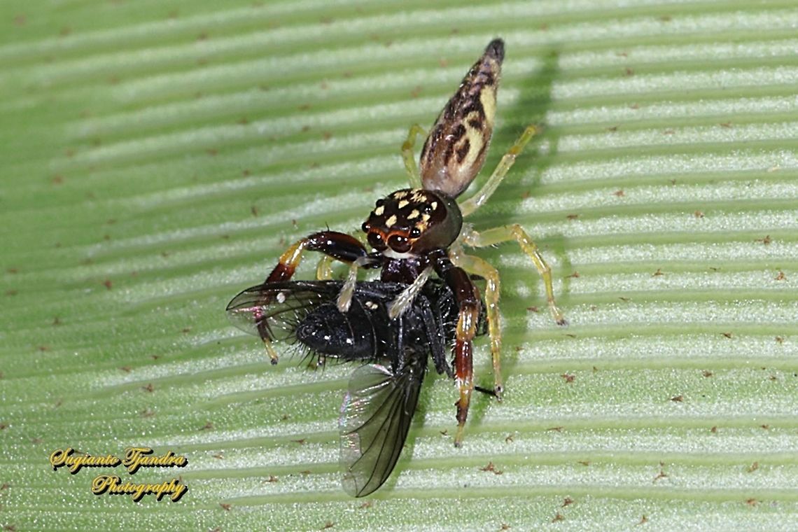 Tiny Jumping Spider w/prey  Geotagged,Indonesia,Winter