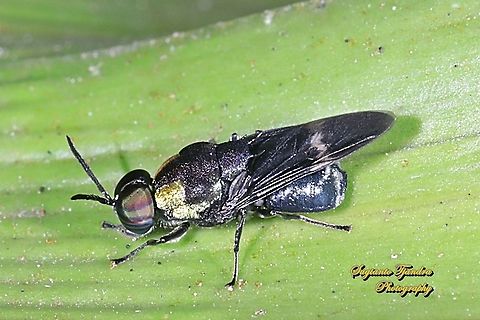 Soldier fly, Ptilocera sp (Stratiomyidae)  Geotagged,Indonesia,Winter