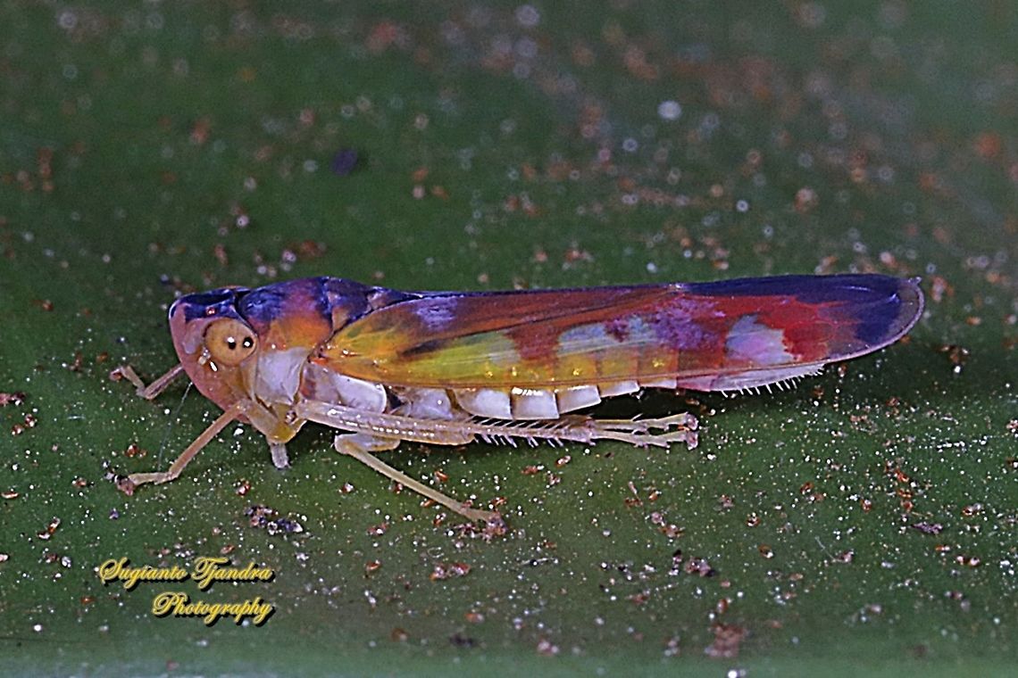 Sharpshooter Leafhopper, Bhandara semiclara  Bhandara semiclara,Geotagged,Indonesia,Winter