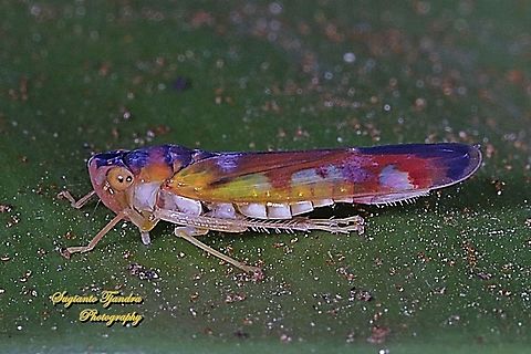 Sharpshooter Leafhopper, Bhandara semiclara  Bhandara semiclara,Geotagged,Indonesia,Winter