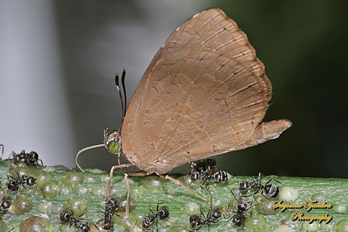 Miletus gopara, family Lycaenidae  Geotagged,Indonesia,Miletus gopara,Winter