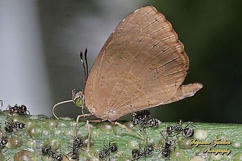 Miletus gopara, family Lycaenidae  Geotagged,Indonesia,Miletus gopara,Winter