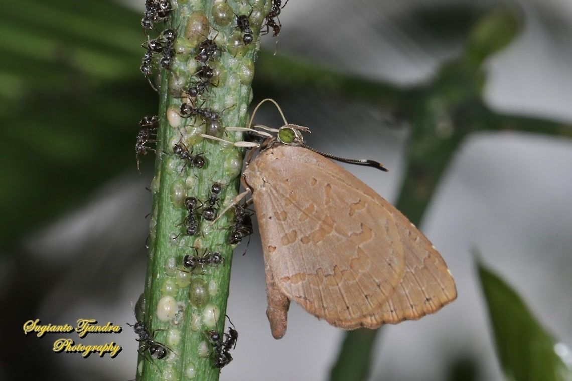 Miletus gopara, family Lycaenidae  Geotagged,Indonesia,Miletus gopara,Winter