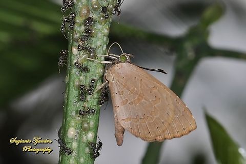 Miletus gopara, family Lycaenidae  Geotagged,Indonesia,Miletus gopara,Winter