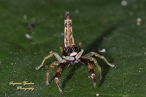 Tiny jumping Spider  Geotagged,Indonesia,Winter