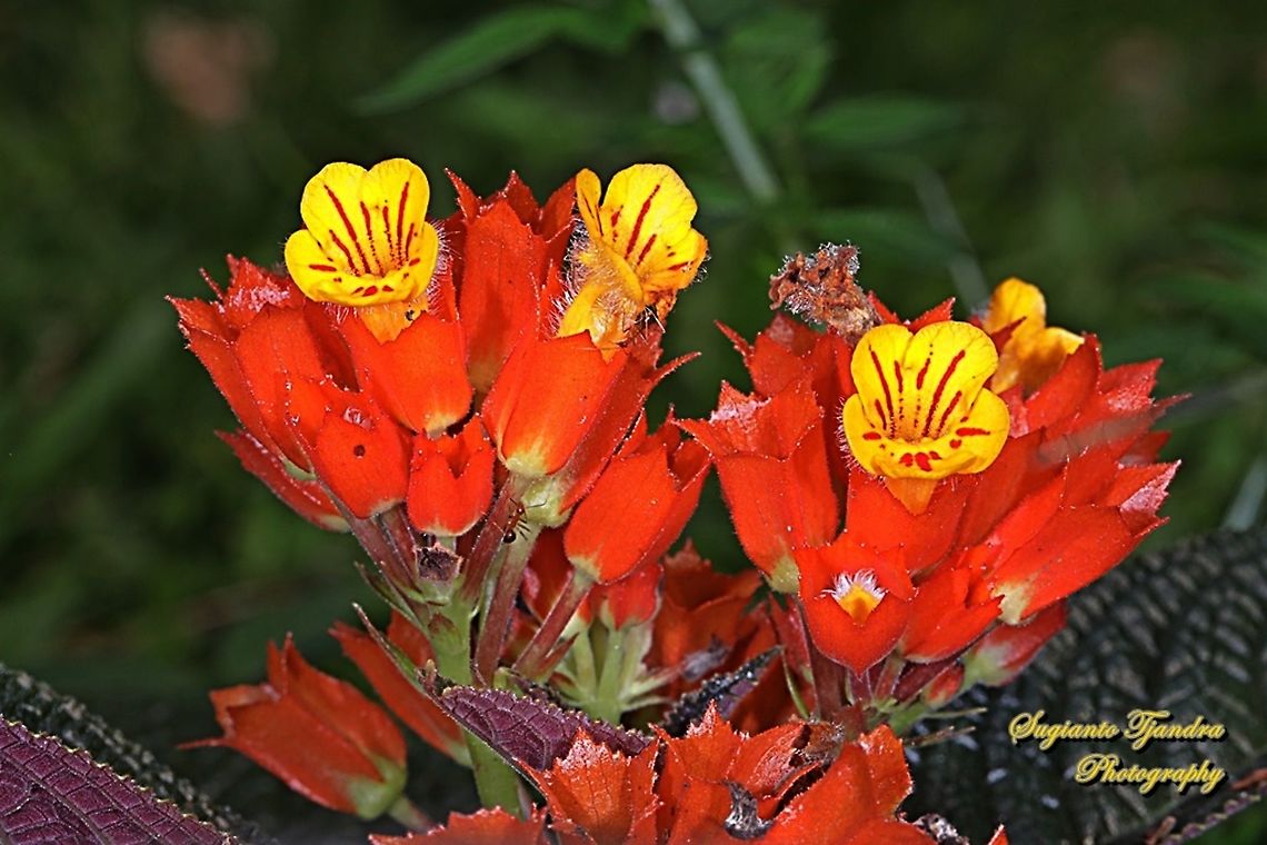 The sunset bells flowers, Chrysothemis pulchella  Chrysothemis pulchella,Geotagged,Indonesia,Winter
