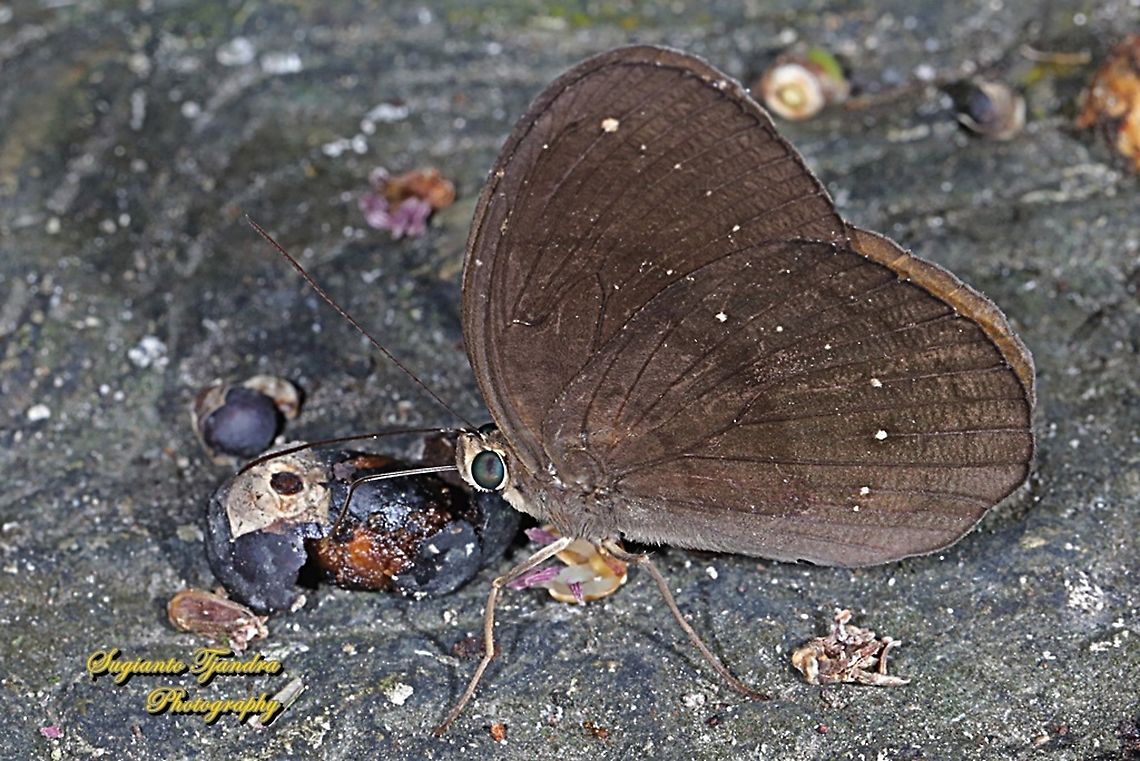 The Common Faun, Faunis canens canens  Common faun,Faunis canens,Geotagged,Indonesia,Winter