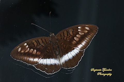 Horsfield's Baron butterfly, Java Tanaecia iapis iapis  Geotagged,Horsfield's Baron,Indonesia,Tanaecia iapis,Winter