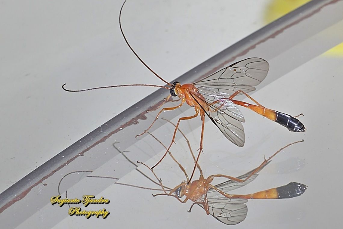 Ichneumon wasp, Ichneumonidae "reflection"  Geotagged,Indonesia,Winter