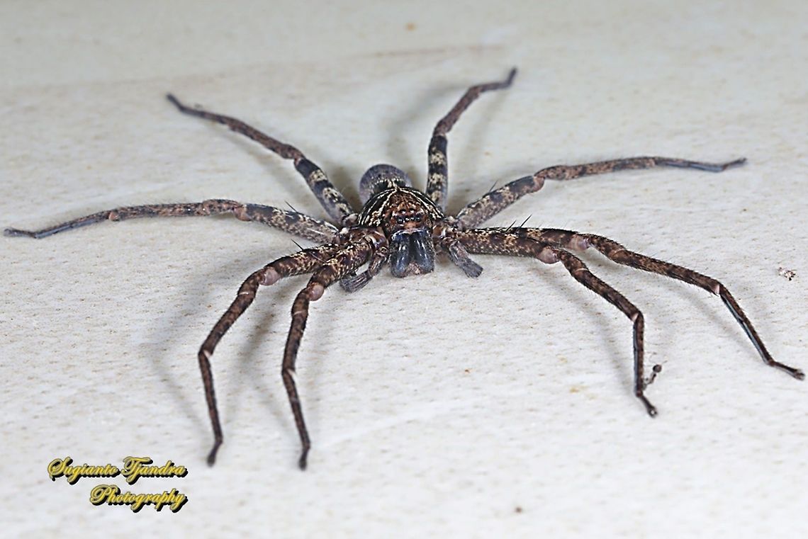 Huntsman Spider, Heteropoda venatoria  Geotagged,Heteropoda venatoria,Indonesia,Winter