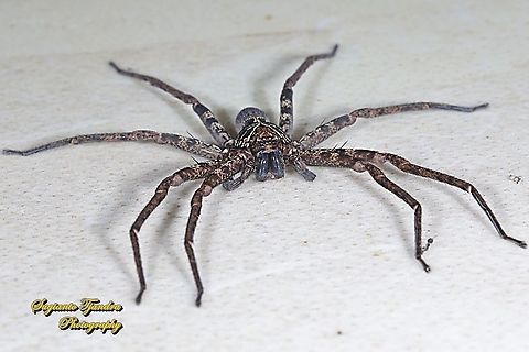 Huntsman Spider, Heteropoda venatoria  Geotagged,Heteropoda venatoria,Indonesia,Winter