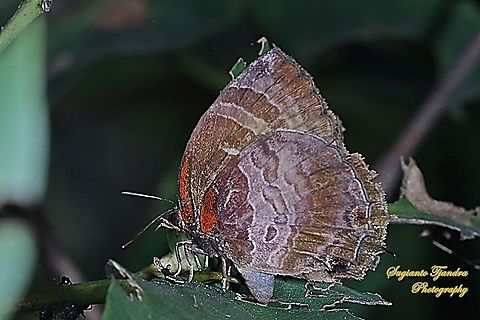Plushblue Butterfly, Flos apidanus apidanus  Flos apidanus,Geotagged,Indonesia,Plain plushblue,Winter