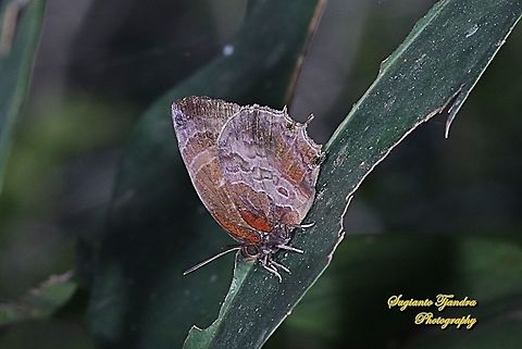 Plushblue Butterfly, Flos apidanus apidanus  Flos apidanus,Geotagged,Indonesia,Plain plushblue,Winter
