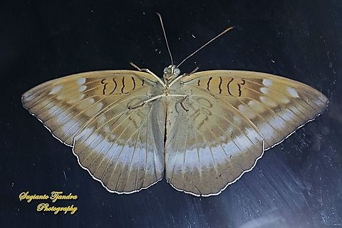 Horsfield's Baron butterfly, Java Tanaecia iapis iapis - Lower Side "Behind the window glass"  Geotagged,Horsfield's Baron,Indonesia,Tanaecia iapis,Winter