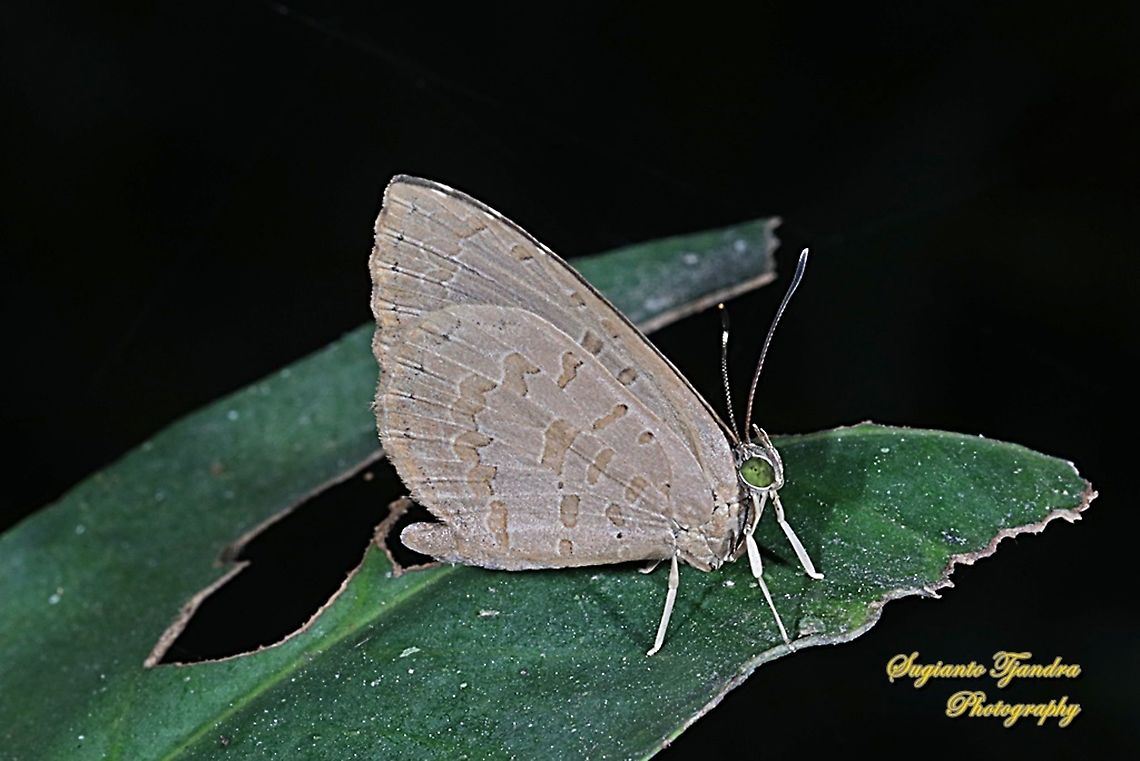 Miletus gopara, family Lycaenidae  Geotagged,Indonesia,Miletus gopara,Winter