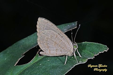 Miletus gopara, family Lycaenidae  Geotagged,Indonesia,Miletus gopara,Winter