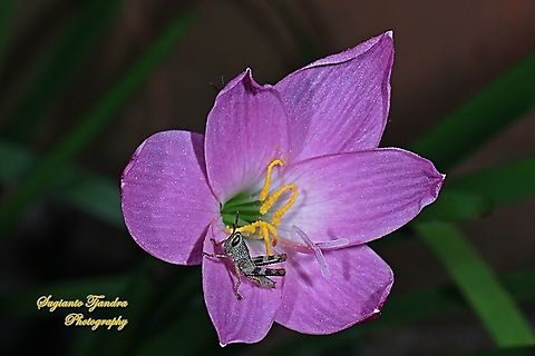 Locust Nymph, Acrididae on a Pink rain lily, Rosepink zephyr lily (Zephyranthes carinata)  Geotagged,Indonesia,Winter