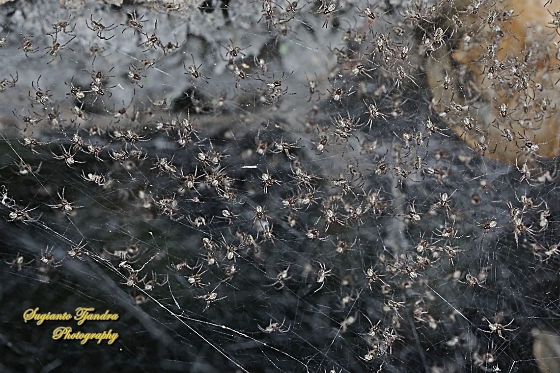Araneid Spider, Nephilengys malabarensis - Babies  Asian Hermit Spider,Geotagged,Indonesia,Nephilengys malabarensis,Winter