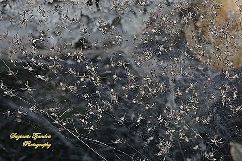 Araneid Spider, Nephilengys malabarensis - Babies  Asian Hermit Spider,Geotagged,Indonesia,Nephilengys malabarensis,Winter