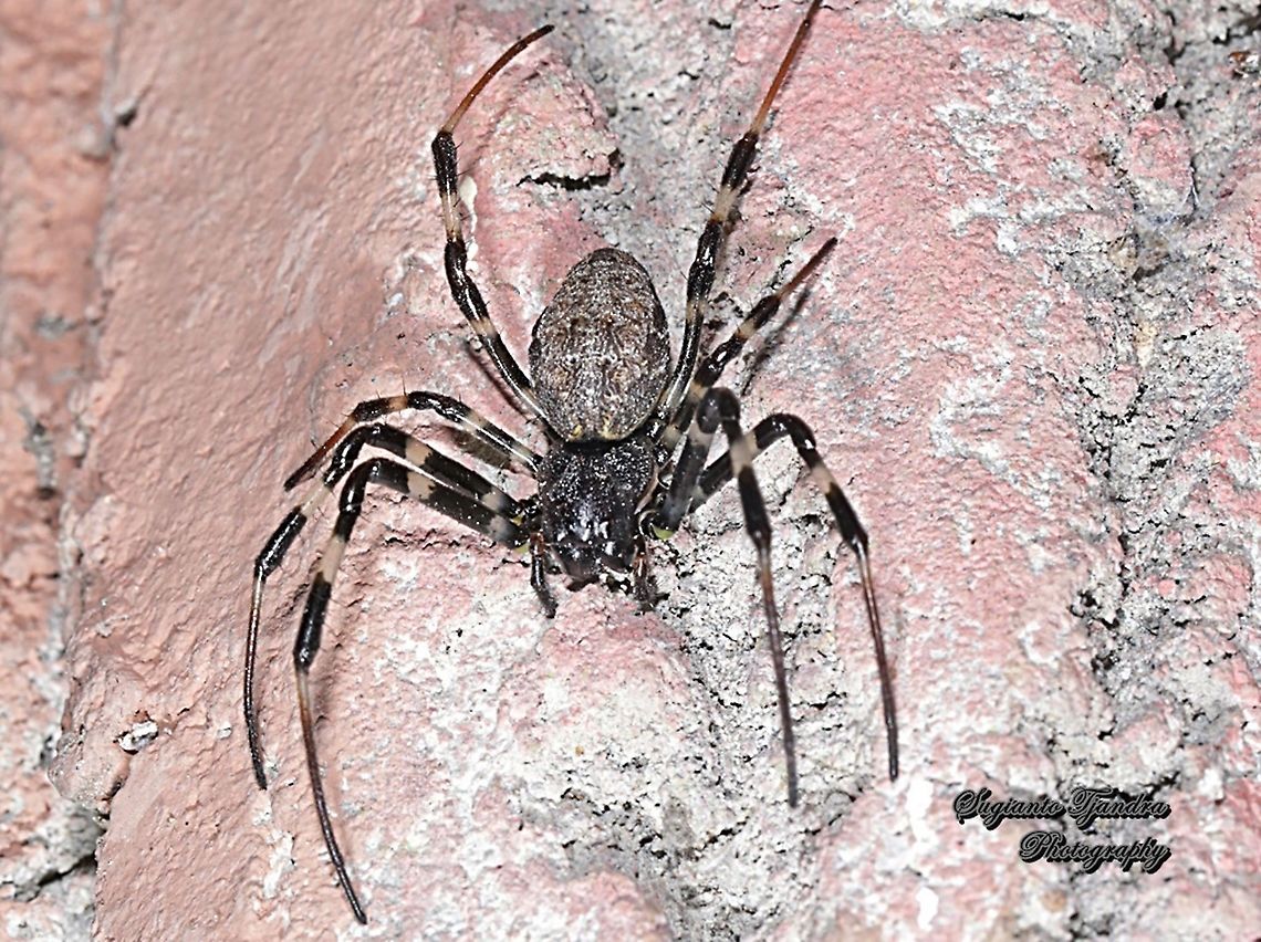 Araneid Spider, Nephilengys malabarensis  Asian Hermit Spider,Geotagged,Indonesia,Nephilengys malabarensis,Winter