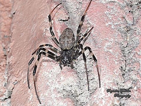 Araneid Spider, Nephilengys malabarensis  Asian Hermit Spider,Geotagged,Indonesia,Nephilengys malabarensis,Winter