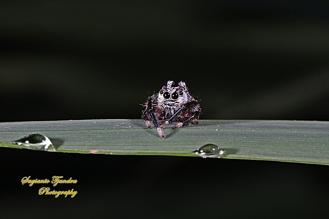 Tiny jumping Spider  Geotagged,Indonesia,Winter