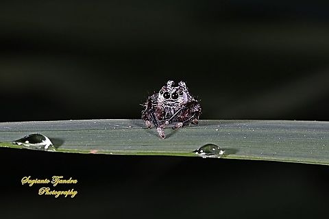 Tiny jumping Spider  Geotagged,Indonesia,Winter