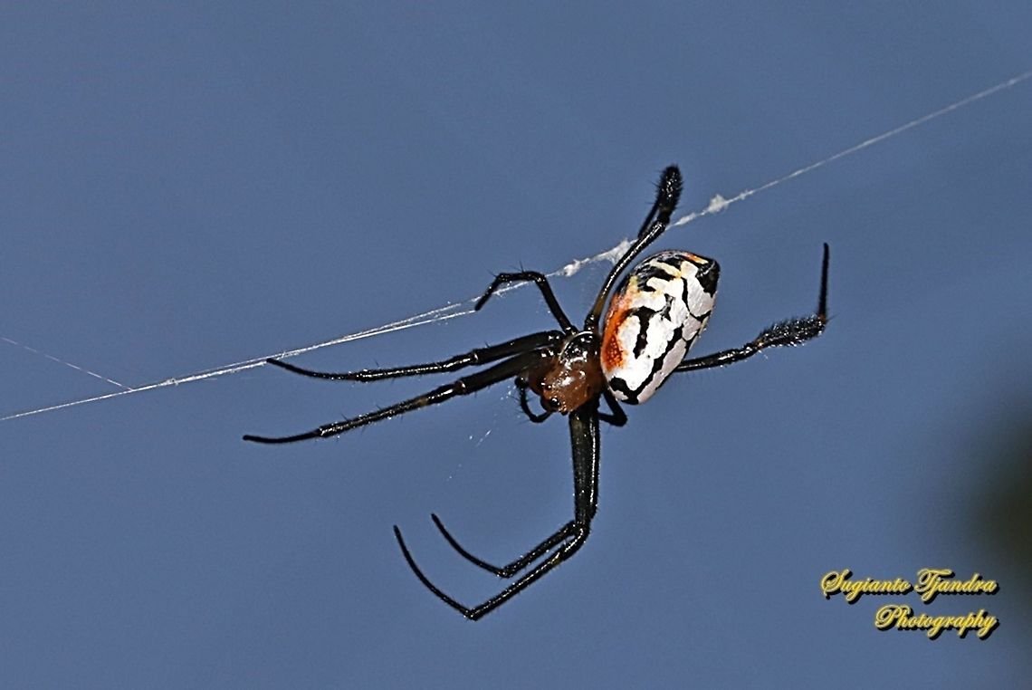 The pear-shaped leucauge spider, Opadometa fastigata, the family Tetragnathidae  Geotagged,Indonesia,Opadometa fastigata,Pear-shaped Leucauge,Winter