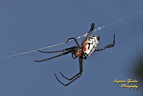 The pear-shaped leucauge spider, Opadometa fastigata, the family Tetragnathidae  Geotagged,Indonesia,Opadometa fastigata,Pear-shaped Leucauge,Winter