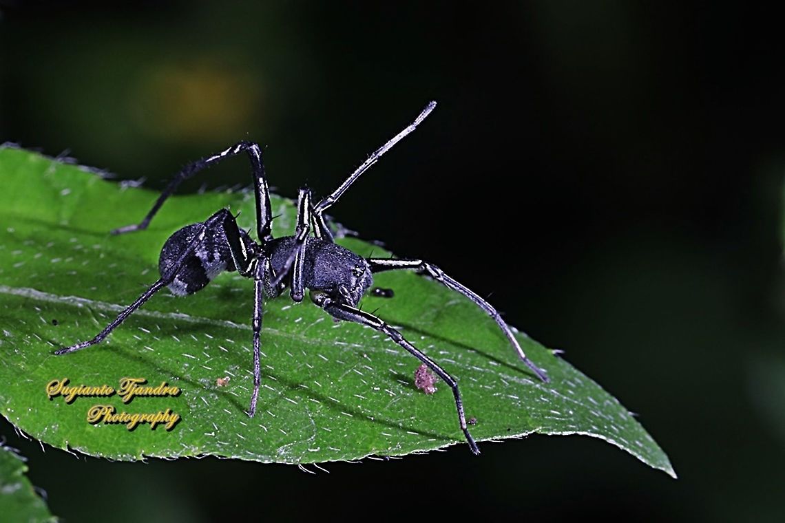 Ant-Like Sac Spider, Corinnomma severum  Corinnomma severum,Geotagged,Indonesia,Winter