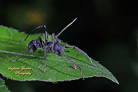 Ant-Like Sac Spider, Corinnomma severum  Corinnomma severum,Geotagged,Indonesia,Winter