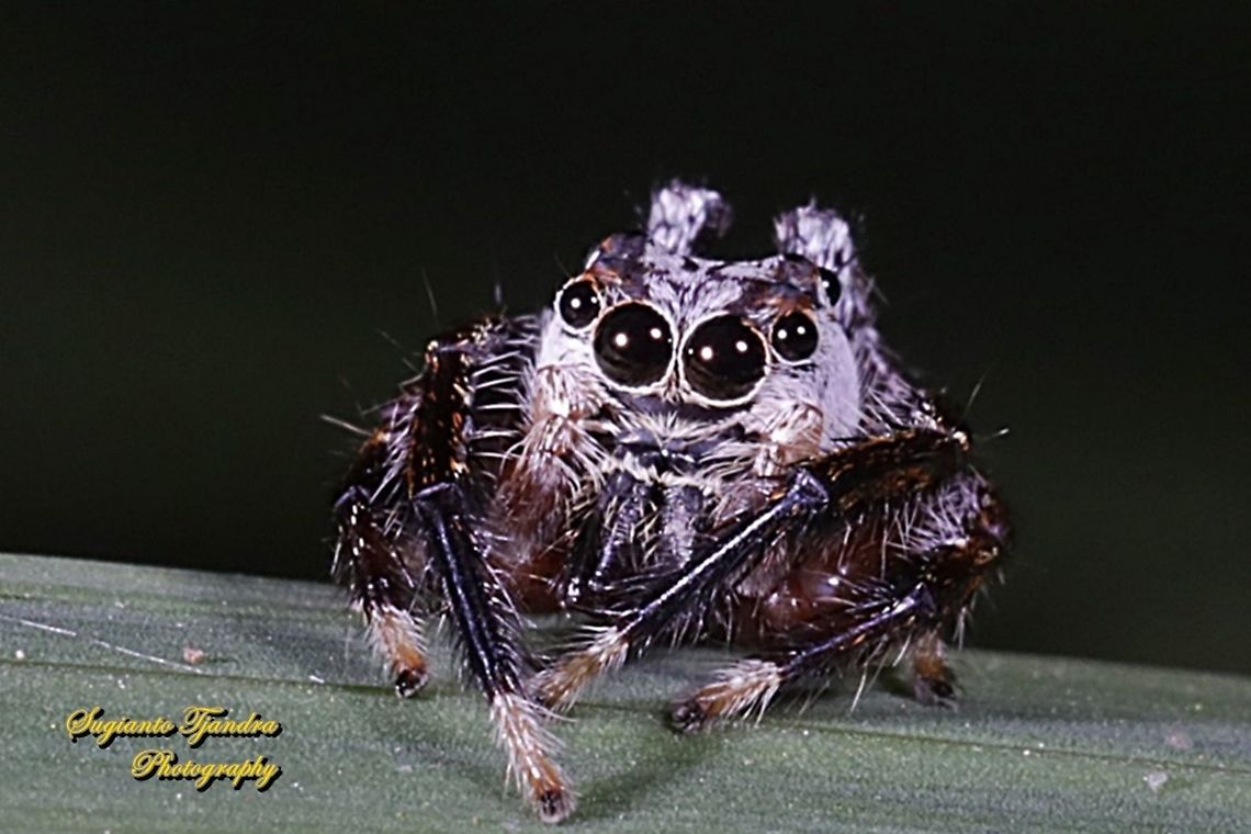 Tiny jumping Spider  Geotagged,Indonesia,Winter