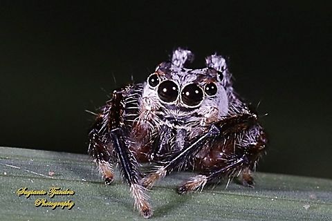 Tiny jumping Spider  Geotagged,Indonesia,Winter
