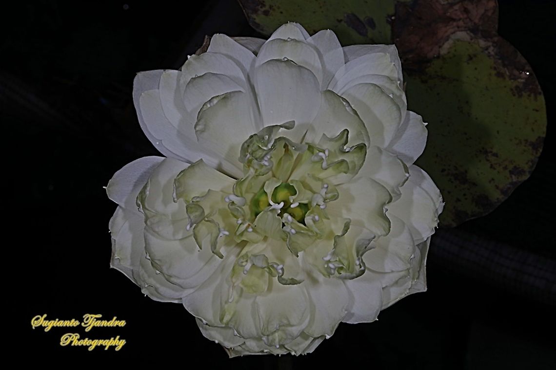 White Lotus, Nelumbo nucifera  Geotagged,Indonesia,Winter