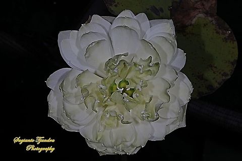 White Lotus, Nelumbo nucifera  Geotagged,Indonesia,Winter