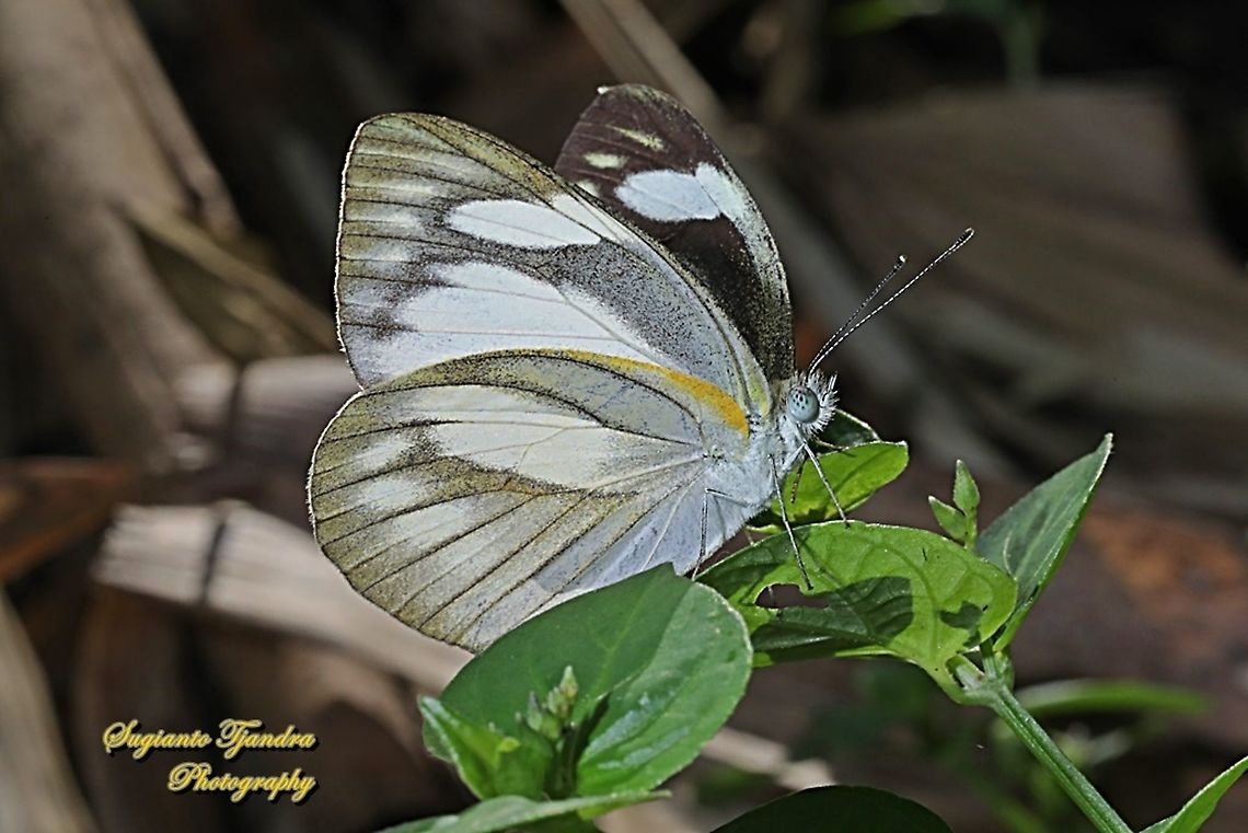 Striped Albatross Butterfly, Appias olferna olferna -female  Appias olferna,Eastern striped albatross,Geotagged,Indonesia,Winter