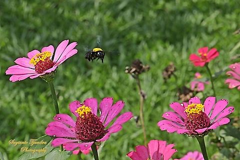 Black Gold Carpenter Bee, Xylocopa confusa looking for nectar on the Zinnia flowers  Geotagged,Indonesia,White-cheeked Carpenter Bee,Winter,Xylocopa confusa