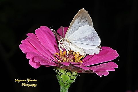 Pantana moth, Pantana Adara, Pantana Sp., family Erebidae  Geotagged,Indonesia,Pantana Adara,Winter