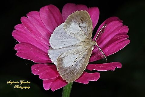 Pantana moth, Pantana Adara, Pantana Sp., family Erebidae  Pantana Adara