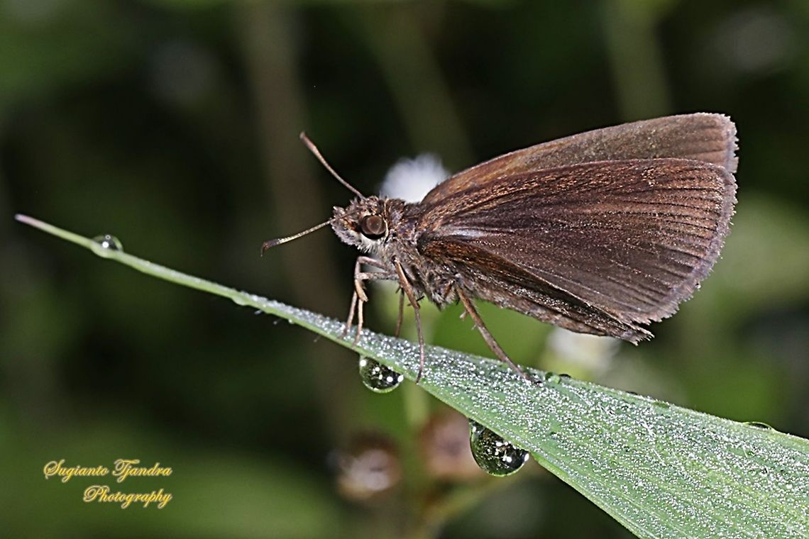 Skipper butterfly, forest hopper, Astictopterus jama jama  Astictopterus jama,Geotagged,Indonesia,Winter