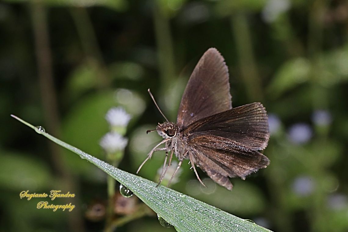 Skipper butterfly, forest hopper, Astictopterus jama jama  Astictopterus jama,Forest hopper,Geotagged,Indonesia,Winter