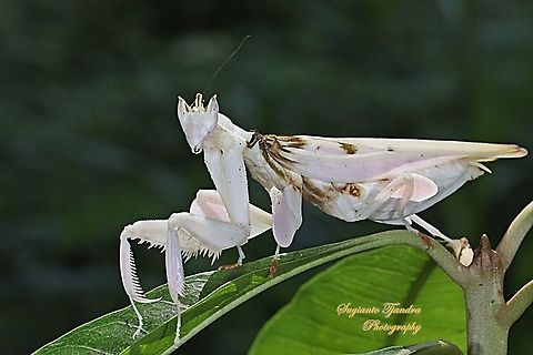 White flower / Orchid mantis, Hymenopus coronatus (Hymenopodidae)  Geotagged,Hymenopus coronatus,Indonesia,Malaysian Orchid Mantis,Winter