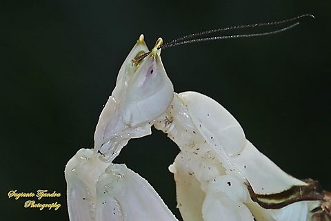 White flower / Orchid mantis, Hymenopus coronatus (Hymenopodidae)  Geotagged,Hymenopus coronatus,Indonesia,Malaysian Orchid Mantis,Winter