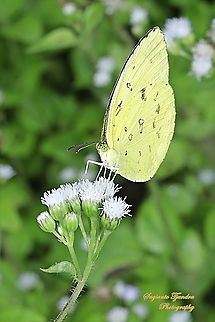 Three-spot grass yellow, Eurema blanda blanda  Eurema blanda,Geotagged,Indonesia,Three-spot grass yellow,Winter