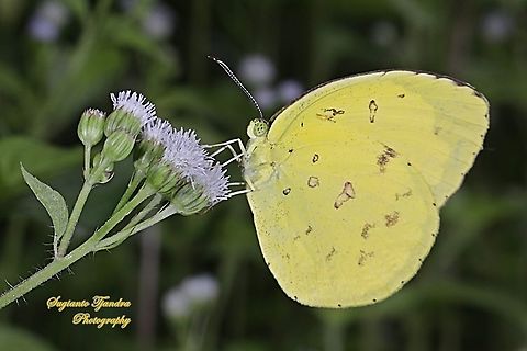 Three-spot grass yellow, Eurema blanda blanda  Eurema blanda,Geotagged,Indonesia,Three-spot grass yellow,Winter