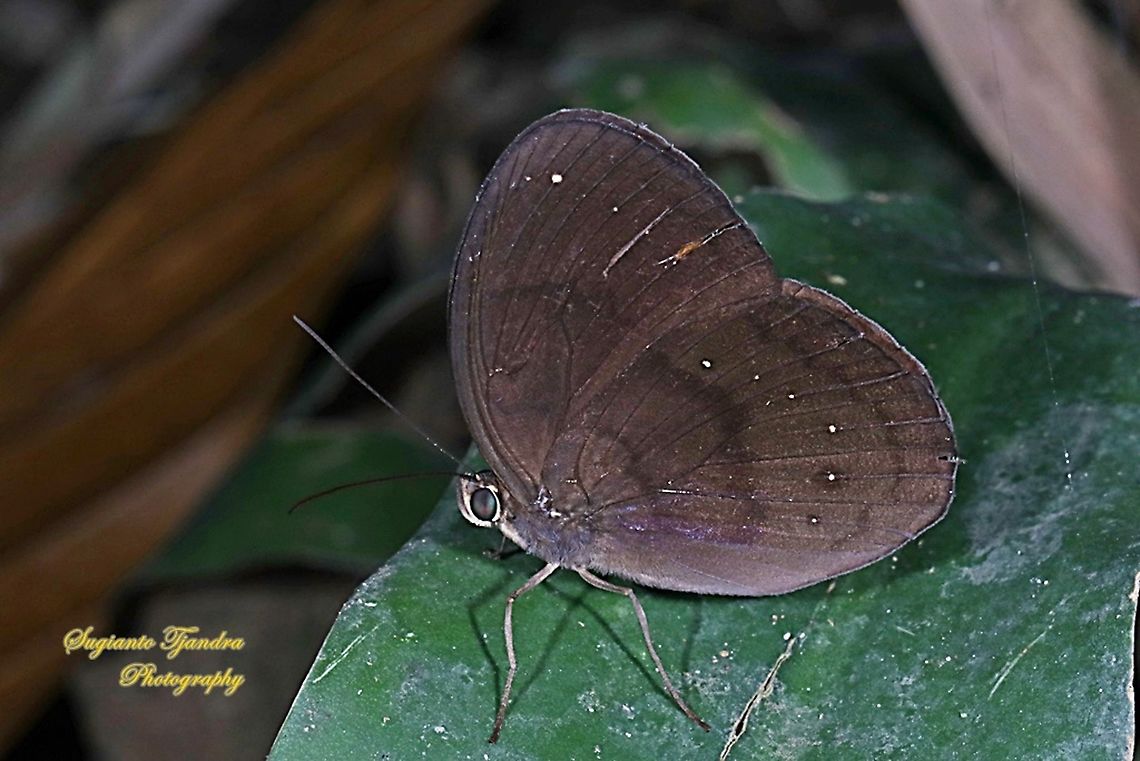 The Common Faun, Faunis canens canens  Common faun,Faunis canens,Geotagged,Indonesia,Winter