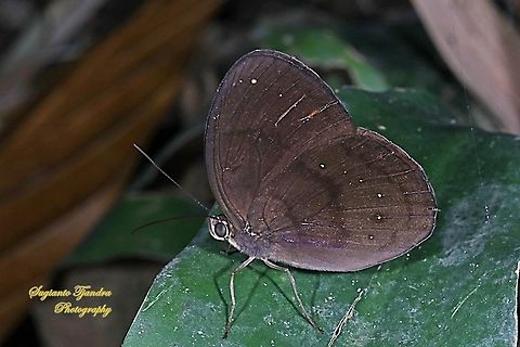 The Common Faun, Faunis canens canens  Common faun,Faunis canens,Geotagged,Indonesia,Winter