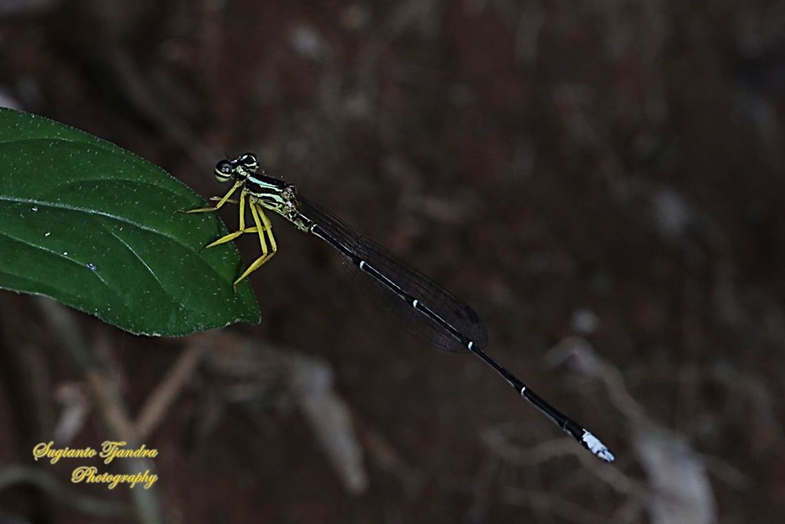 Yellow Bush Dart, Copera marginipes Sp, Platycnemididae - Male  Copera marginipes,Geotagged,Indonesia,Winter,Yellow bush dart
